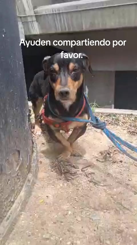 Perro en redes