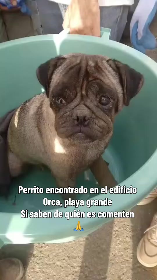 Perrito encontrado en Catia La Mar