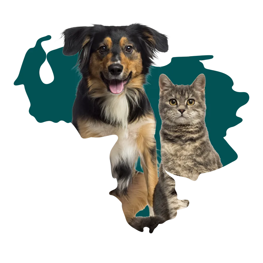 Un perro y un gato sobre el mapa de Venezuela
